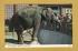`Indian Elephant `Wendy` at Bristol Zoo` - Postally Unused - Harvey Barton Postcard.