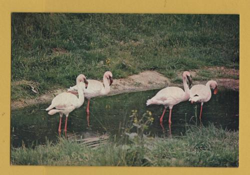 `Lesser Flamingo at Wildfowl Trust` - Postally Unused - J.Arthur Dixon Postcard
