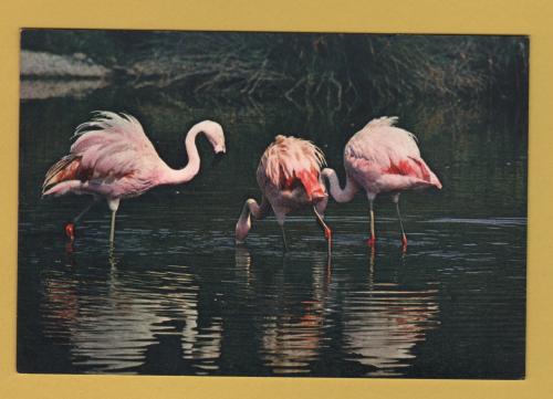 `Chilean Flamingos at the Wildfowl Trust` - Postally Unused - J.Arthur Dixon Postcard