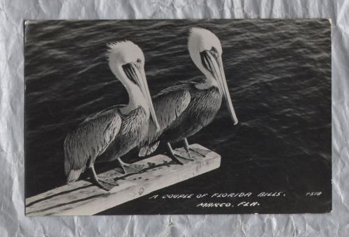 `A Couple of Florida Bills, Marco, Fla` - Postally Used - Marco ???? 1964 Postmark - Unknown Producer