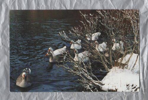 `Nantucket Naturally...Home For The Holidays`- Postally Unused - Eda Schanzer Postcard