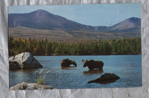 `Bull Moose and Cow at Sandy Stream Pond, Baxter State Park, Maine` - Postally Used - Patten ME September 14 1965 - Bromley & Company Postcard