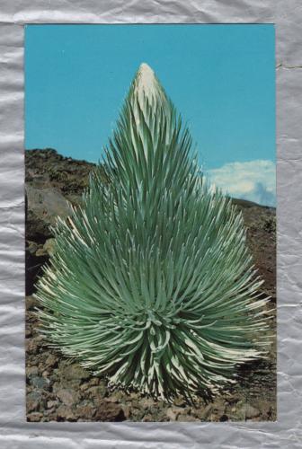 `The Haleakala Silversword` - Postally Unused - Curteichcolor Postcard