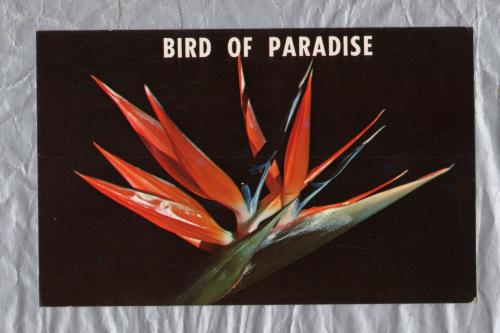 `BIRD OF PARADISE` - Postally Unused - Florida Natural Color Postcard.