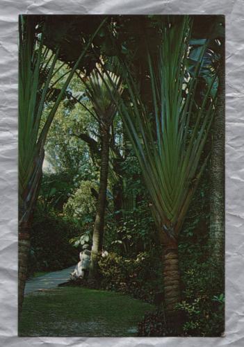 `The Travellers Tree` - Postally Unused - Florida Natural Color, Inc Postcard