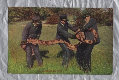 `1411 B-Handling A Python, New York Zoological Park` - Postally Unused - NYZP Postcard