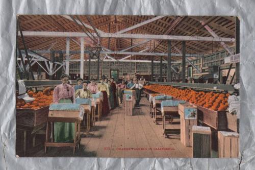 `979 - Orange Packing In California`- Info Postcard - Postally Unused - Edward H.Mitchell Postcard
