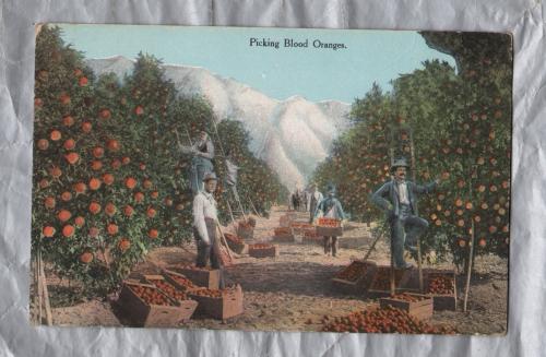 `Picking Blood Oranges` - Postally Unused - Benham Co. Postcard